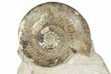 Tall Fossil Ammonite (Parkinsonia) Association - England #191732-3
